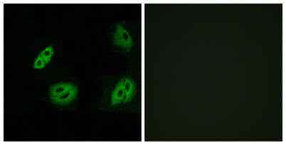 Olfactory receptor 4B1 rabbit pAb