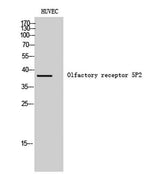 Olfactory receptor 5P2 rabbit pAb