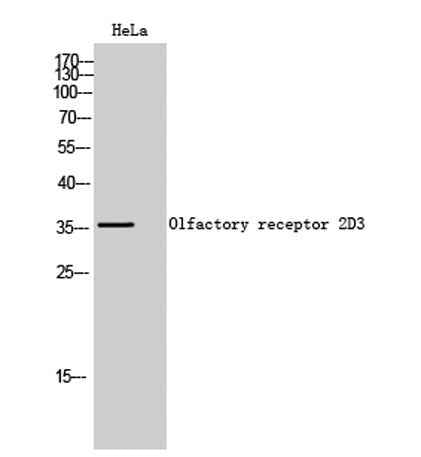 Olfactory receptor 2D3 rabbit pAb
