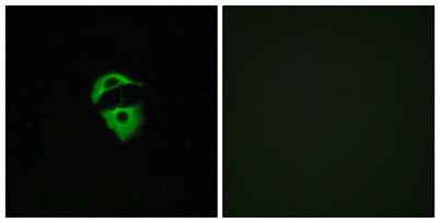 Olfactory receptor 2D2 rabbit pAb