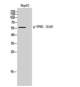 TPH2 (phospho Ser19) rabbit pAb