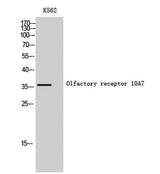 Olfactory receptor 10A7 rabbit pAb