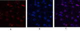 Histone H4 rabbit pAb