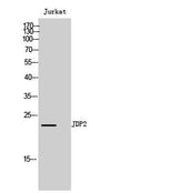 JDP2 rabbit pAb