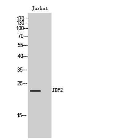 JDP2 rabbit pAb