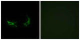 Olfactory receptor 2M3 rabbit pAb