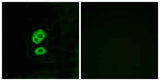 Olfactory receptor 2T10 rabbit pAb