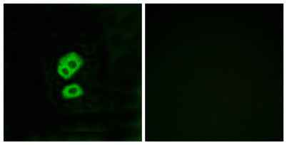 Olfactory receptor 2T10 rabbit pAb