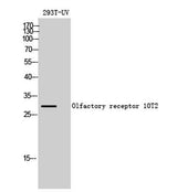 Olfactory receptor 10T2 rabbit pAb
