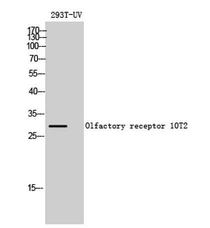 Olfactory receptor 10T2 rabbit pAb