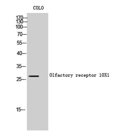 Olfactory receptor 10X1 rabbit pAb