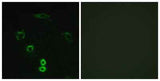 Glycerate Kinase rabbit pAb
