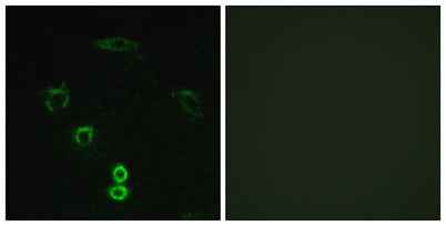 Glycerate Kinase rabbit pAb
