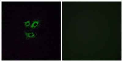 Olfactory receptor 2Y1 rabbit pAb