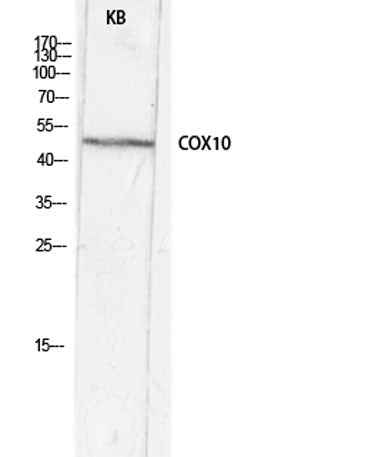 COX10 rabbit pAb