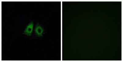 Olfactory receptor 13C3 rabbit pAb