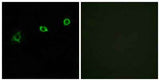 Olfactory receptor 1N1 rabbit pAb