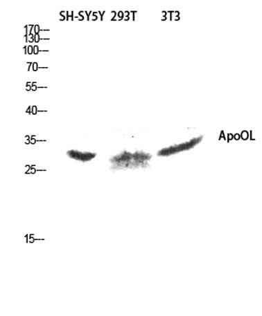 ApoOL rabbit pAb