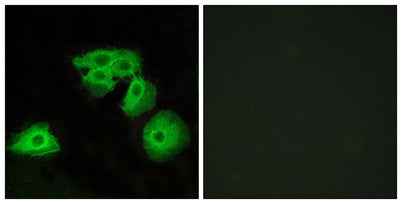 Adenosine A3-R rabbit pAb