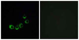 Olfactory receptor 10A5 rabbit pAb