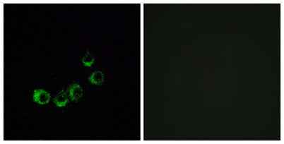 Olfactory receptor 10A5 rabbit pAb