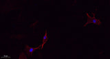 CMTM4 rabbit pAb 50µL/100µL