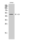 AR α2A rabbit pAb 50µL/100µL