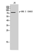 GRK 2 (phospho Ser685) rabbit pAb