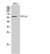 CYP11A1 rabbit pAb