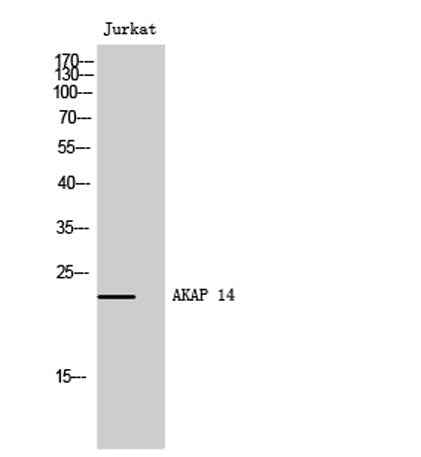 AKAP 14 rabbit pAb