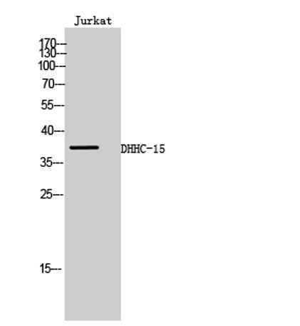 DHHC-15 rabbit pAb