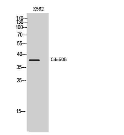 Cdc50B rabbit pAb