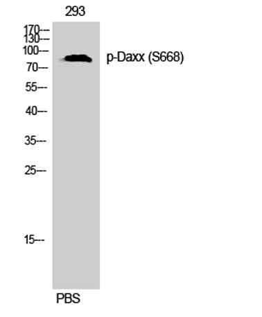 Daxx (phospho Ser668) rabbit pAb