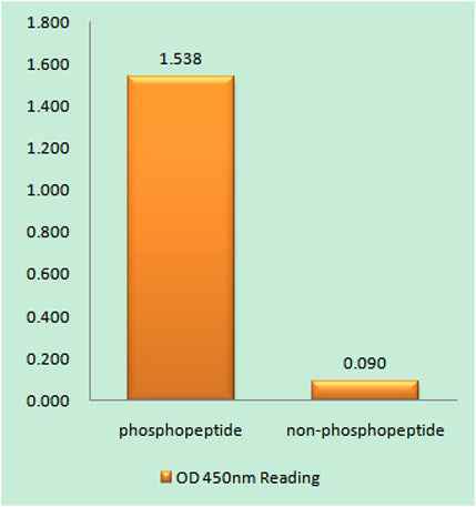 CHOP (phospho Ser30) rabbit pAb