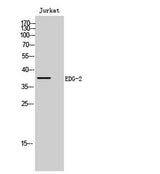 EDG-2 rabbit pAb