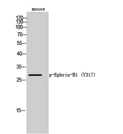 Ephrin-B1 (phospho Tyr317) rabbit pAb