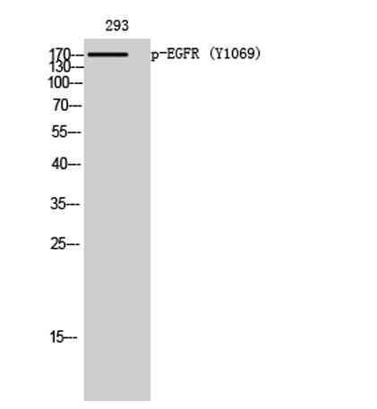 EGFR (phospho Tyr1069) rabbit pAb