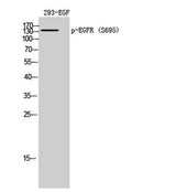 EGFR (phospho Ser695) rabbit pAb