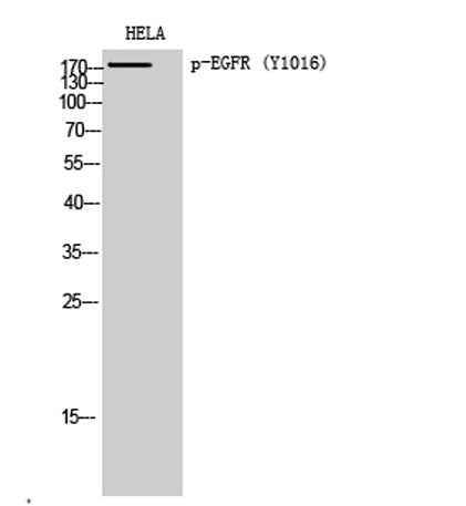 EGFR (phospho Tyr1016) rabbit pAb