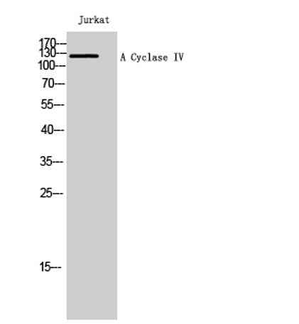 A Cyclase IV rabbit pAb