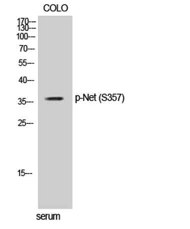 Net (phospho Ser357) rabbit pAb