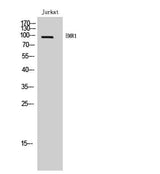 EMR1 rabbit pAb