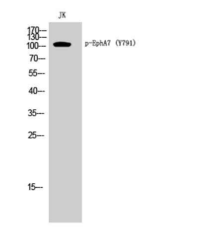 EphA7 (phospho Tyr791) rabbit pAb