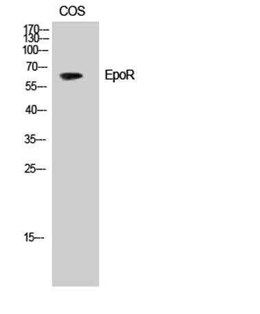 EpoR rabbit pAb
