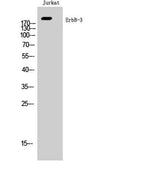 ErbB-3 rabbit pAb