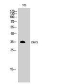 ERCC1 rabbit pAb