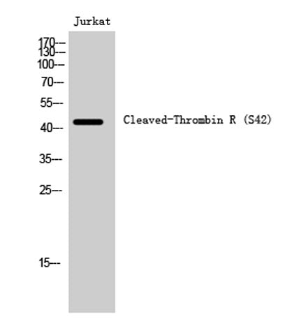Cleaved-Thrombin R (S42) rabbit pAb 50µL/100µL