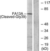 Cleaved-Factor XIIIa (G39) rabbit pAb