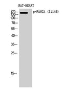 FANCA (phospho Ser1149) rabbit pAb