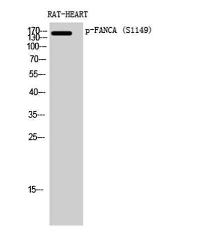 FANCA (phospho Ser1149) rabbit pAb